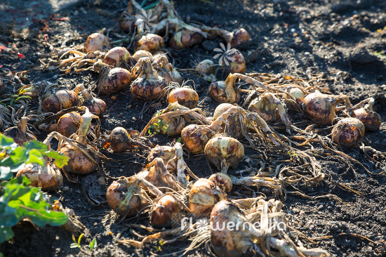 Allium cepa - Onion (106983)