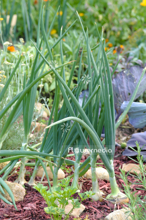 Allium cepa - Onion (106988)