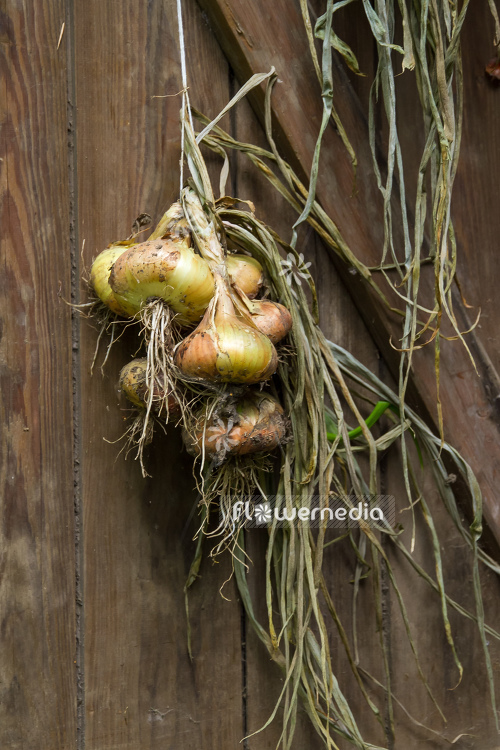 Allium cepa - Onion (107092)