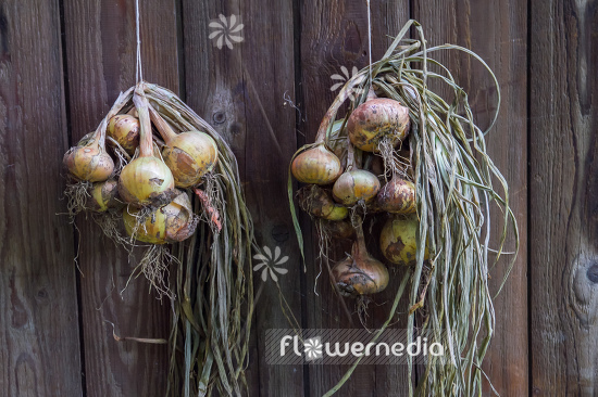 Allium cepa - Onion (107093)