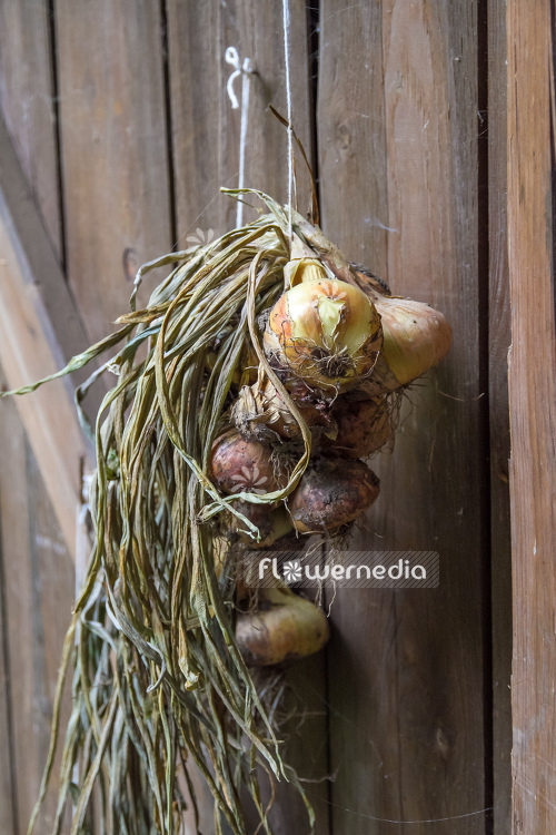 Allium cepa - Onion (107094)