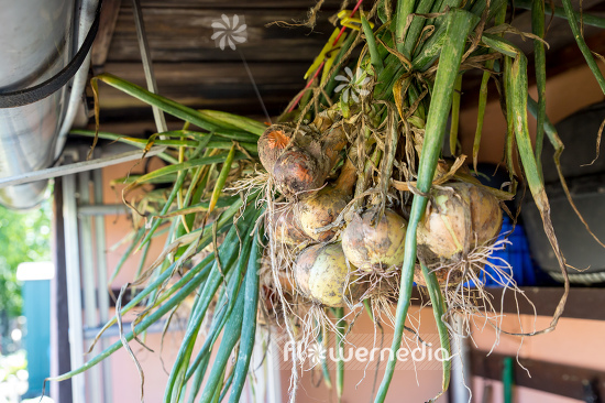 Allium cepa - Onion (107099)