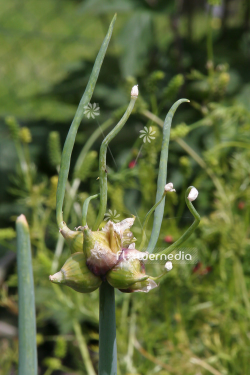 Allium cepa var. viviparum - Onion (102318)