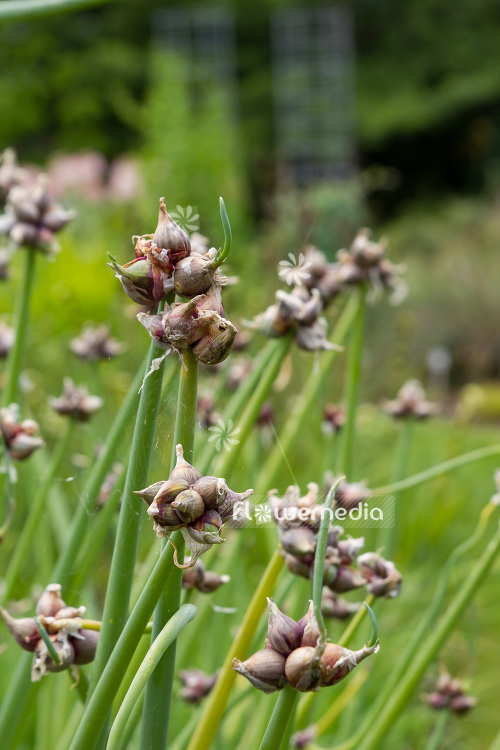 Allium cepa var. viviparum - Onion (106989)