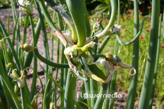 Allium cepa var. viviparum - Onion (106990)