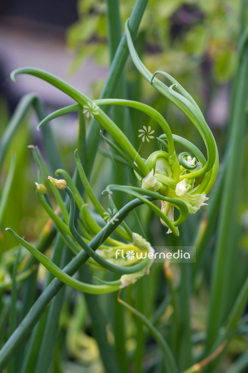 Allium cepa var. viviparum - Onion (107100)
