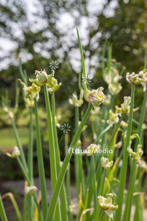 Allium cepa var. viviparum - Onion (107102)