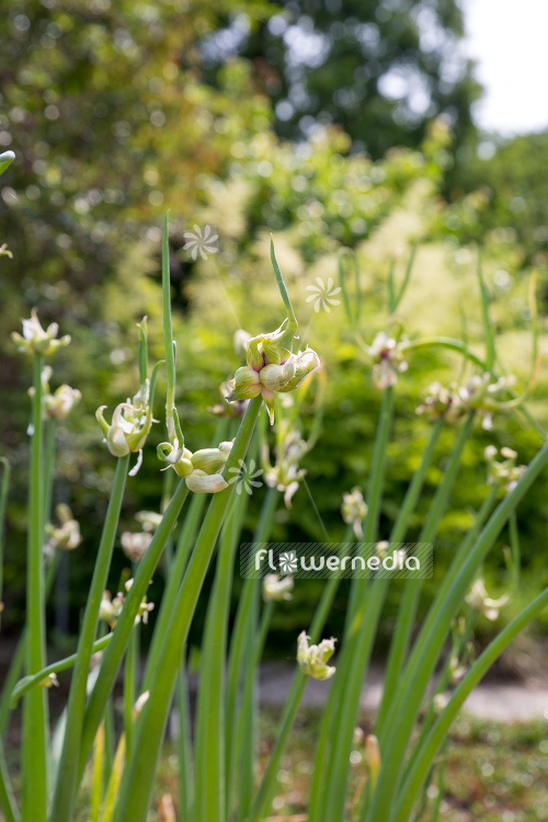 Allium cepa var. viviparum - Onion (107103)