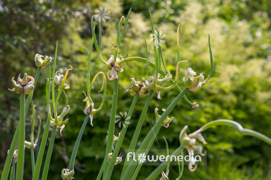 Allium cepa var. viviparum - Onion (107104)