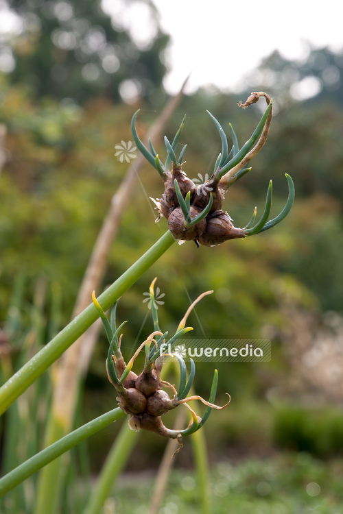 Allium cepa var. viviparum - Onion (107105)