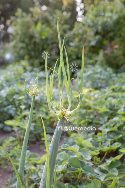 Allium cepa var. viviparum - Onion (111947)