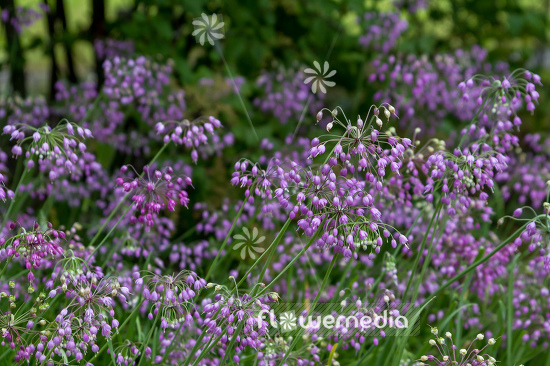 Allium cernuum - Lady's leek (107107)