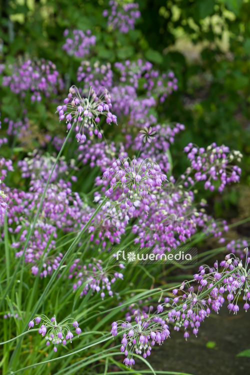 Allium cernuum - Lady's leek (107108)