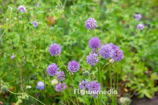 Allium condensatum - Leek (107077)