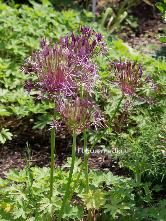 Allium cristophii - Star of persia (106970)