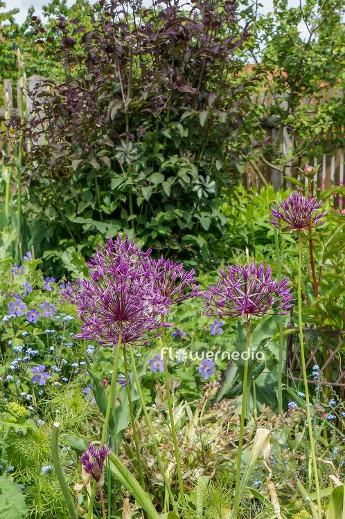 Allium cristophii - Star of persia (106991)