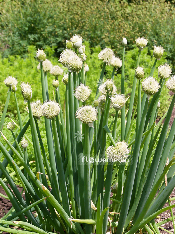 Allium fistulosum - Welsh Onion (106976)