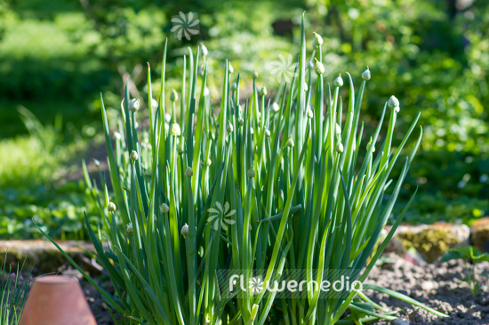 Allium fistulosum - Welsh Onion (107119)