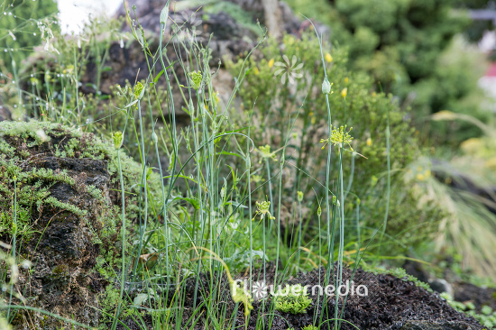 Allium flavum - Yellow-flowered garlic (106996)