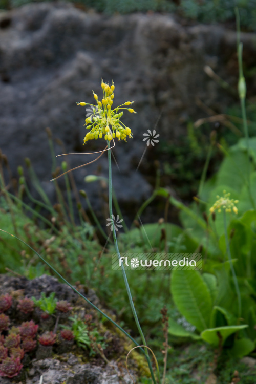 Allium flavum - Yellow-flowered garlic (106997)