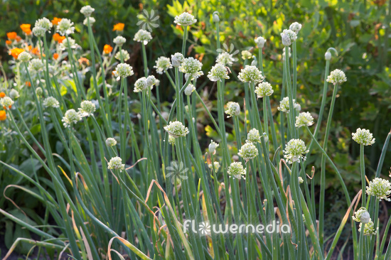 Allium galanthum - Snowdrop onion (111951)