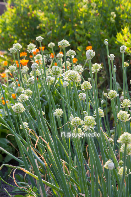 Allium galanthum - Snowdrop onion (111952)