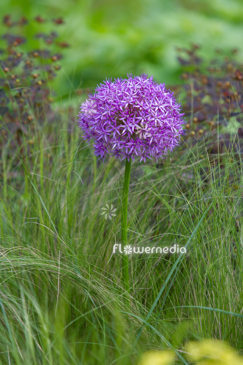 Allium hollandicum - Dutch garlic (112649)