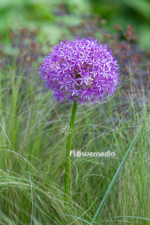 Allium hollandicum - Dutch garlic (112650)