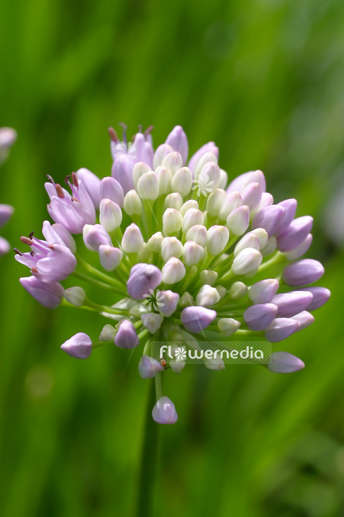 Allium lusitanicum - German garlic (100162)