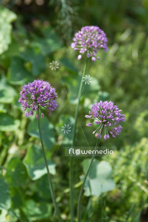 Allium lusitanicum - German garlic (107014)