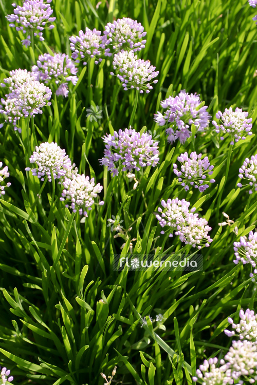 Allium lusitanicum - German garlic (107017)