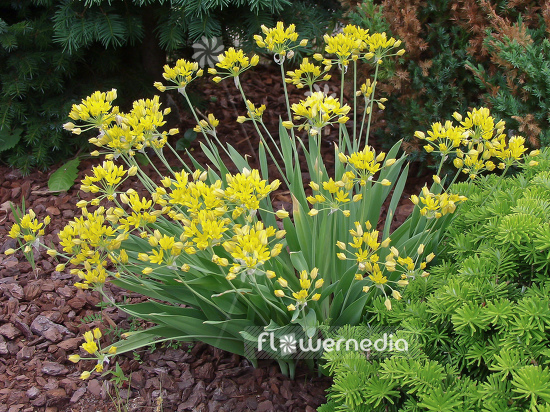 Allium moly - Golden garlic (100167)
