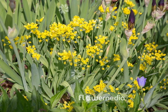 Allium moly - Golden garlic (107019)