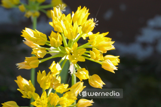 Allium moly - Golden garlic (107020)