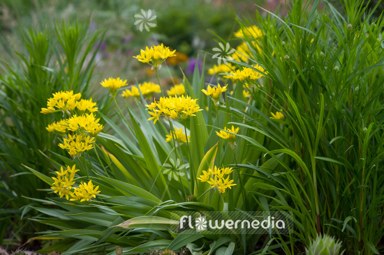Allium moly - Golden garlic (107208)