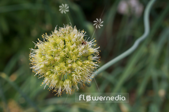 Allium obliquum - Twisted leaf garlic (102330)