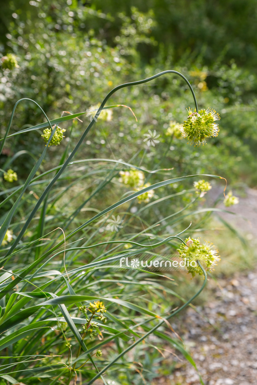Allium obliquum - Twisted leaf garlic (107210)