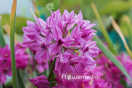 Allium oreophilum - Pink lily leek (102331)