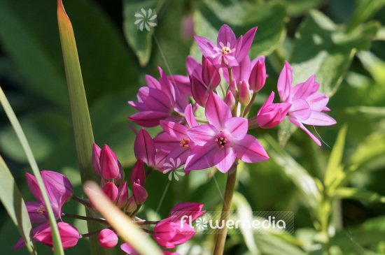 Allium oreophilum - Pink lily leek (102332)