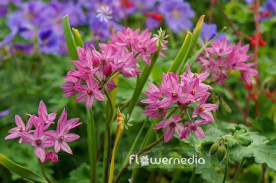 Allium oreophilum - Pink lily leek (102333)