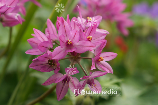 Allium oreophilum - Pink lily leek (107024)