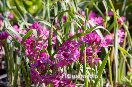 Allium oreophilum - Pink lily leek (111970)