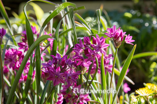 Allium oreophilum - Pink lily leek (111971)