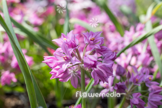 Allium oreophilum - Pink lily leek (111973)