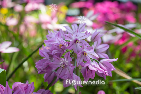 Allium oreophilum - Pink lily leek (111974)