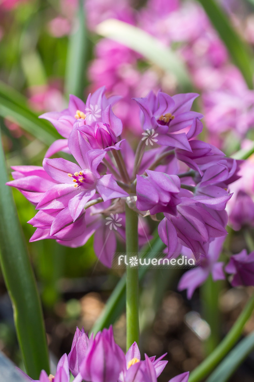 Allium oreophilum - Pink lily leek (111975)