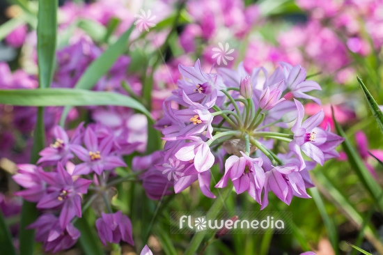 Allium oreophilum - Pink lily leek (111977)