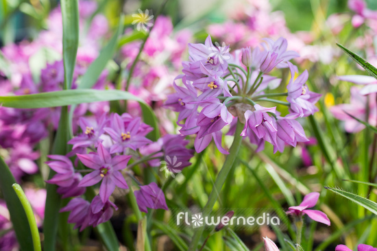 Allium oreophilum - Pink lily leek (111978)