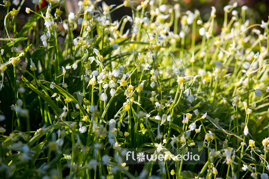 Allium paradoxum - Quaint garlic (107027)