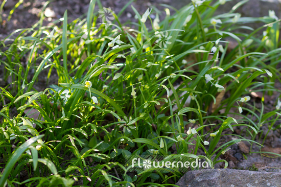 Allium paradoxum - Quaint garlic (107028)